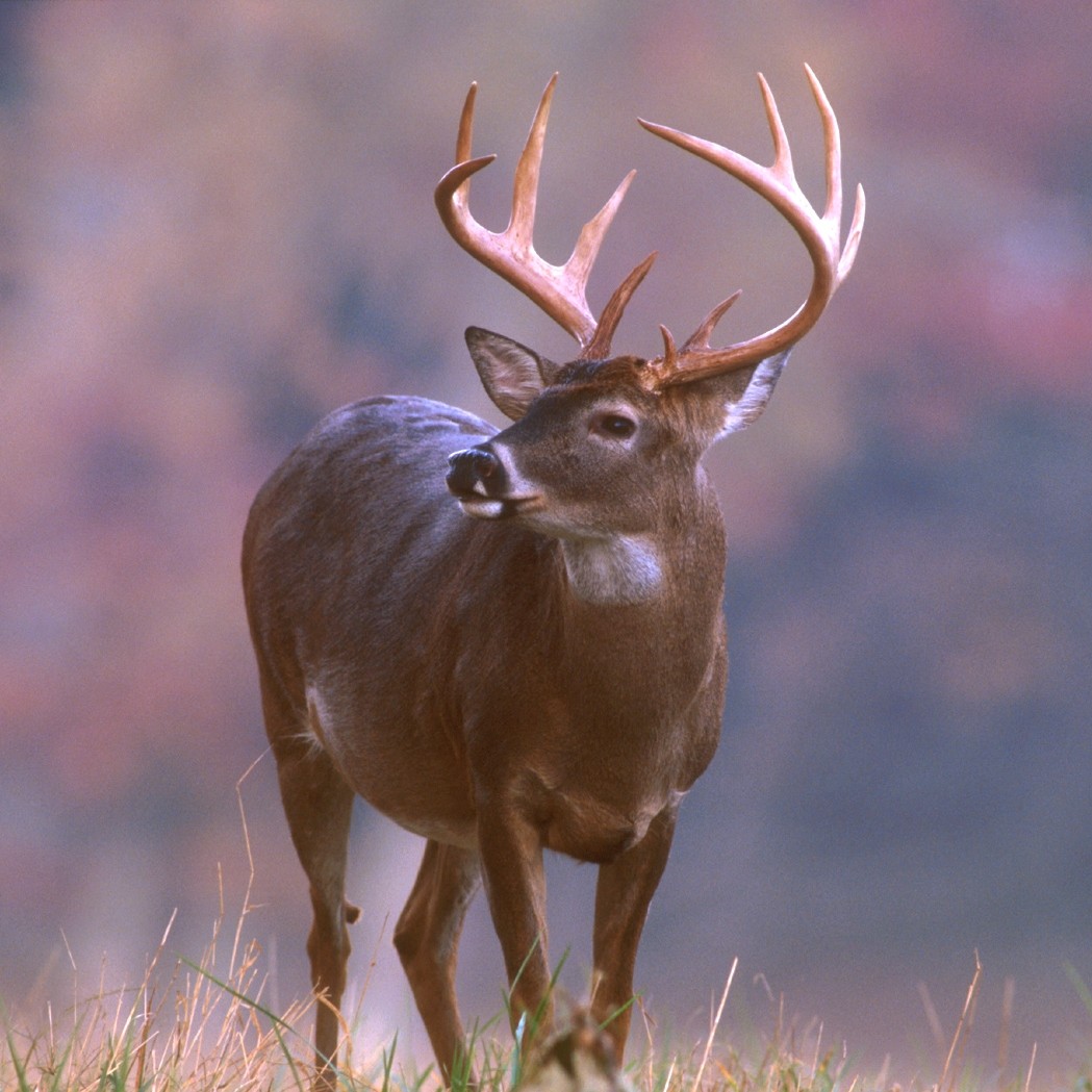 whitetaildeerscent2